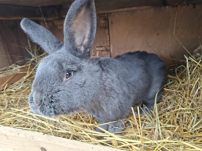 Samiec Wiedeński Niebieski