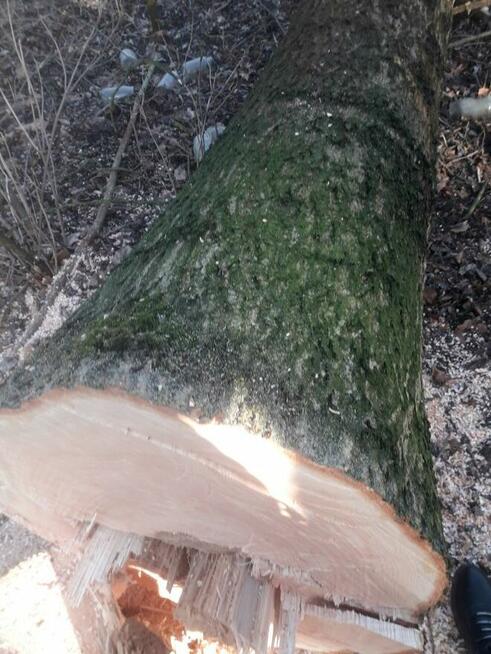 Kłody jesionow zciete