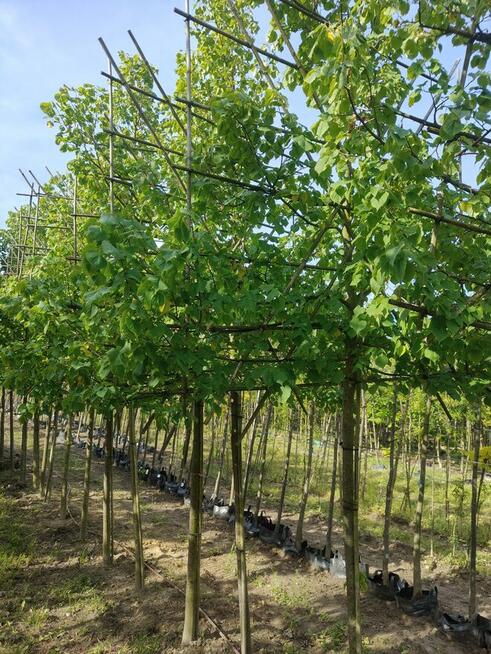 Nasadzenia zastępcze duże drzewa liściaste