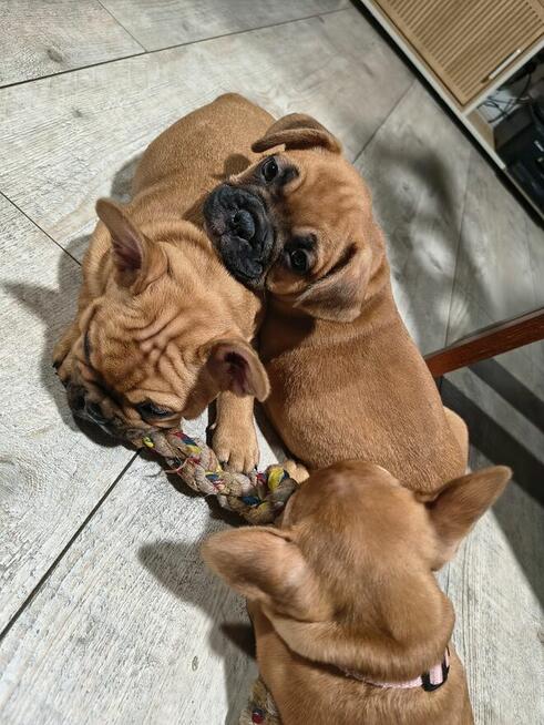 Buldog francuski szczeniaki