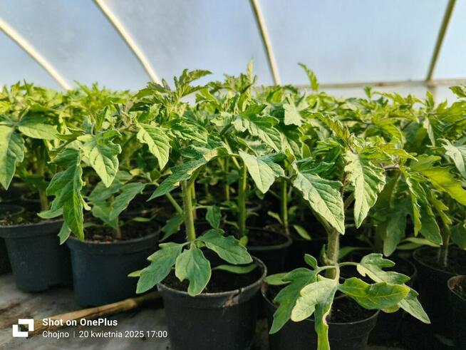 Sadzonki warzyw kapusta kalafior seler por pomidor ogórek