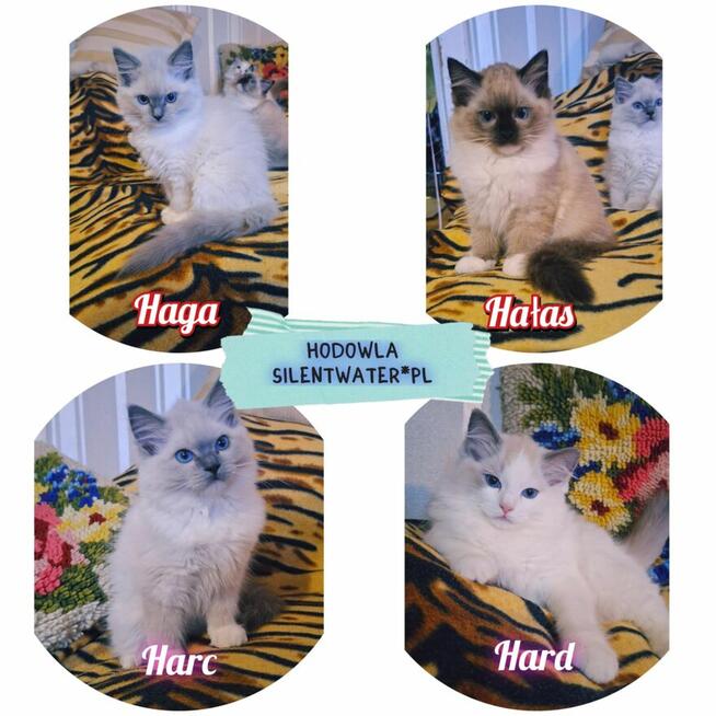 Ragdoll piękne kotki ragdoll rasowe hodowla