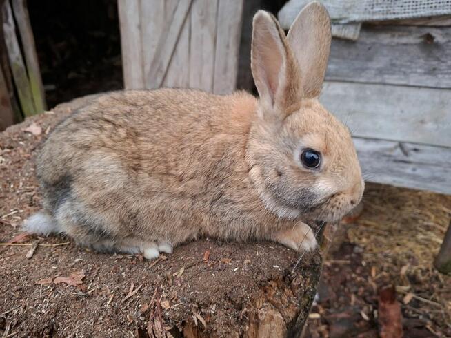 Sprzedam młode króliki mieszańce młodzież