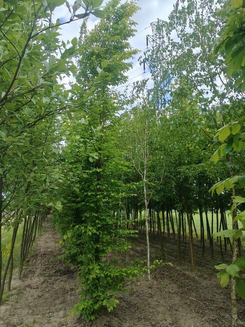 Nasadzenia zastępcze duże drzewa liściaste