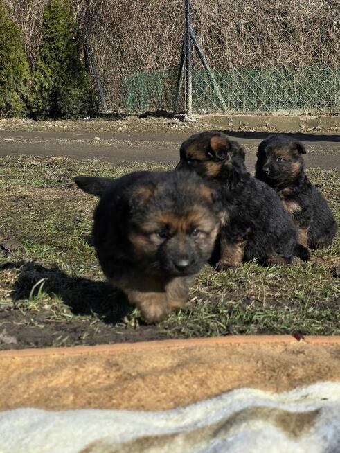 Owczarki niemieckie długowłose