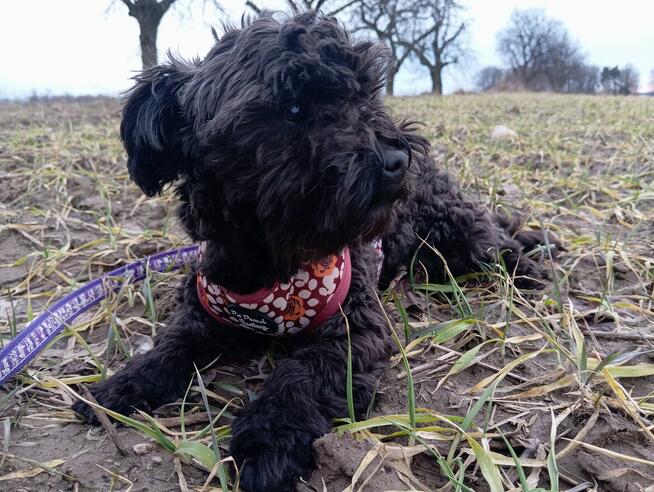 Russkaya Tsvetnaya Bolonka Ice Man