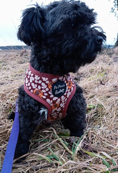 Russkaya Tsvetnaya Bolonka Ice Man