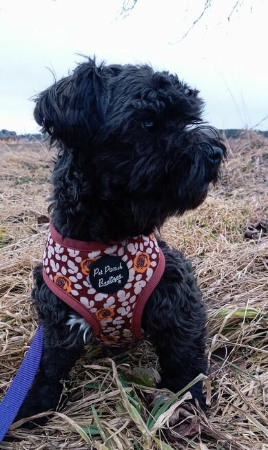 Russkaya Tsvetnaya Bolonka Ice Man