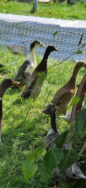 Biegusy kaczki indyjskie