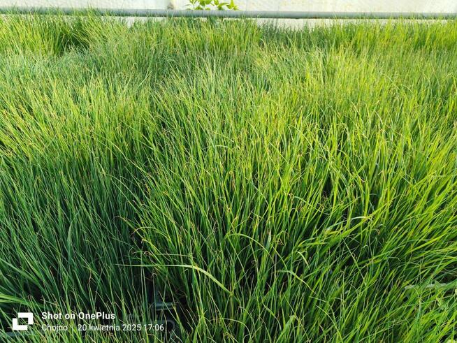 Sadzonki warzyw kapusta kalafior seler por pomidor ogórek