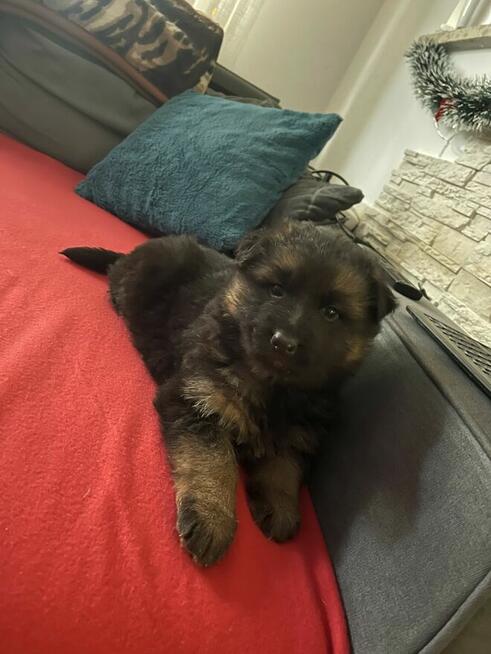 Owczarki niemieckie długowłose