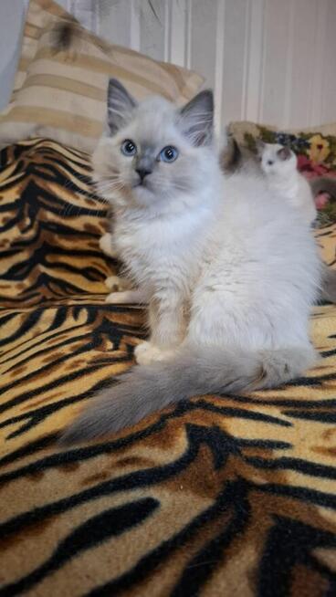 Ragdoll piękne kotki ragdoll rasowe hodowla