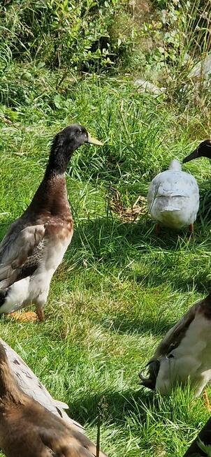 Biegusy kaczki indyjskie