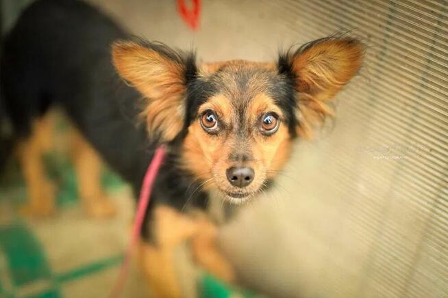 Poznaj małą GREMLINKĘ i miłości jej daj odrobinkę!