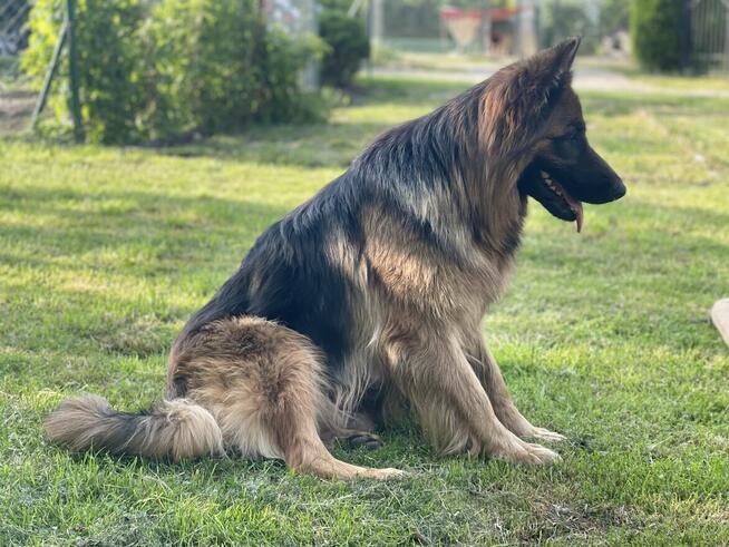 Owczarki niemieckie długowłose