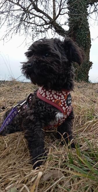 Russkaya Tsvetnaya Bolonka Ice Man