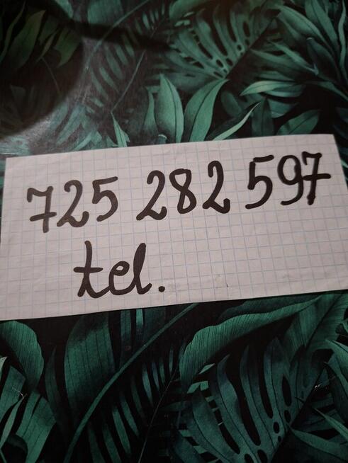 Samiec Wiedeński Niebieski