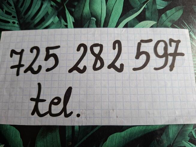 Sprzedam samicę rasy Kuna Wielka Brązowa