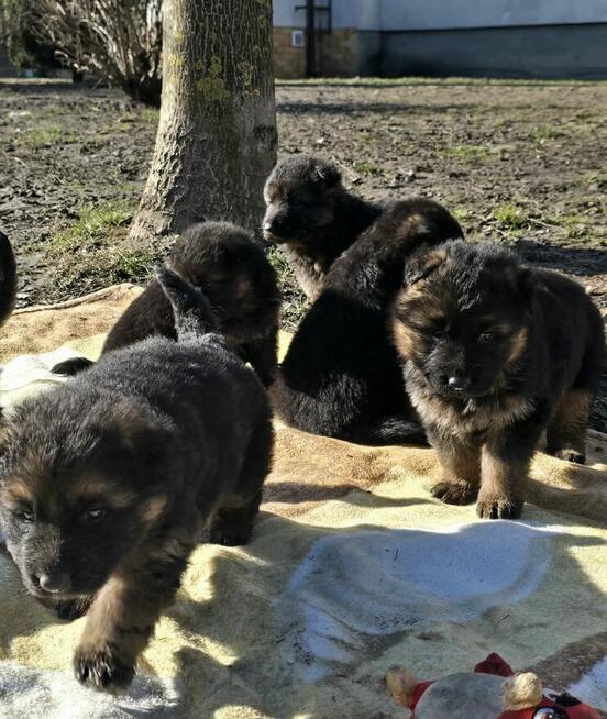 Owczarki niemieckie długowłose