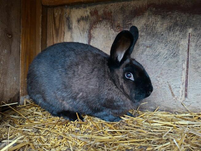 Sprzedam samicę rasy Kuna Wielka Brązowa