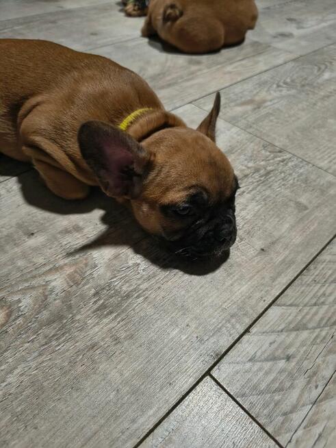 Buldog francuski szczeniaki