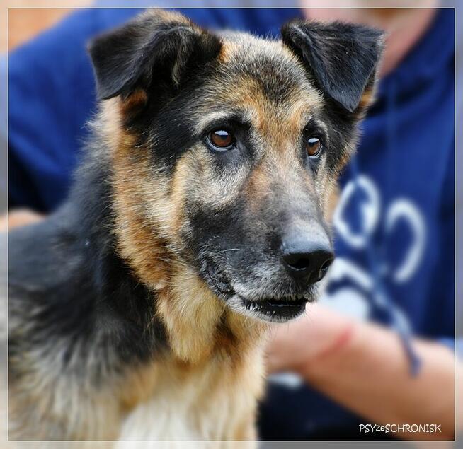 Orson – czy można mieć z życia coś więcej niż podwórze?
