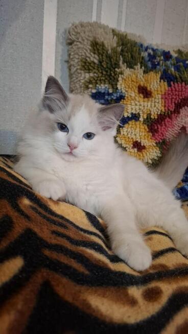 Ragdoll piękne kotki ragdoll rasowe hodowla