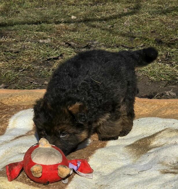 Owczarki niemieckie długowłose