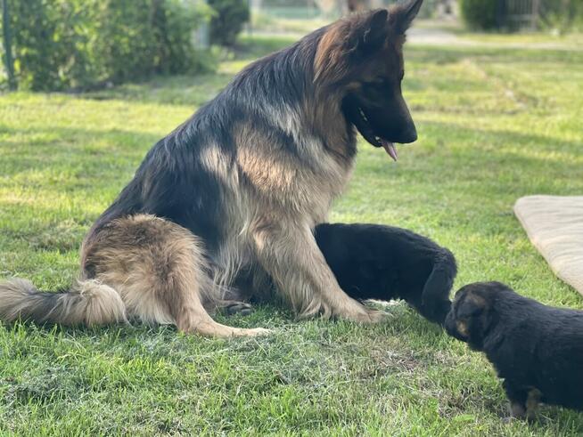 Owczarki niemieckie długowłose
