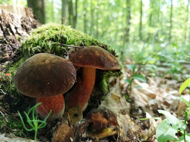 45 min od Warszawy (PKP, A2, S8), CPK 25 min., dz. budowlana