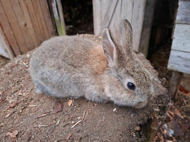 Sprzedam młode króliki mieszańce młodzież