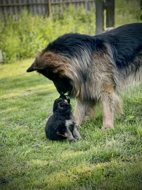 Owczarki niemieckie długowłose