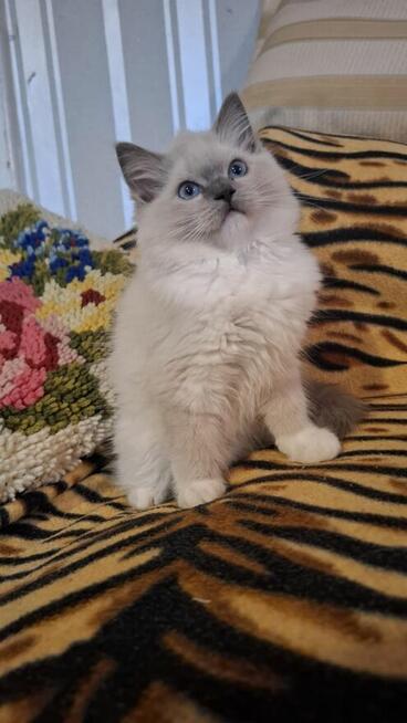 Ragdoll piękne kotki ragdoll rasowe hodowla