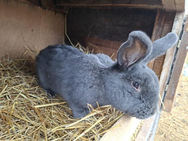 Samiec Wiedeński Niebieski