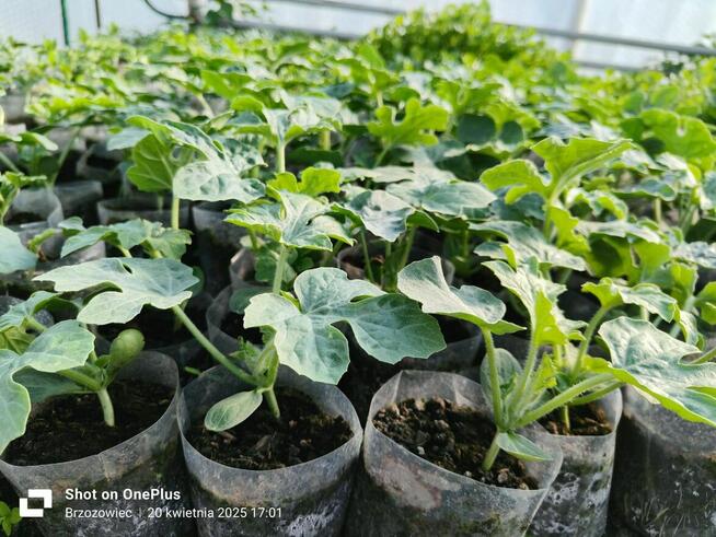 Sadzonki warzyw kapusta kalafior seler por pomidor ogórek