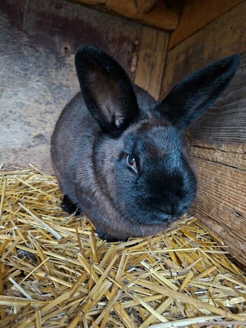 Sprzedam samicę rasy Kuna Wielka Brązowa