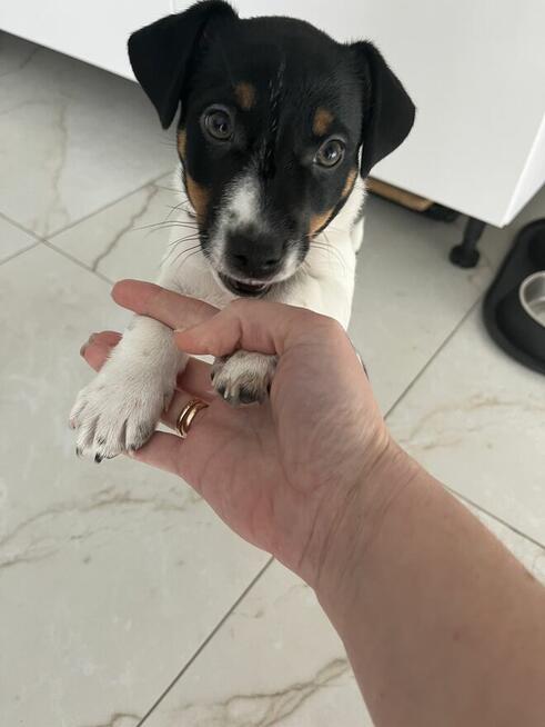 Sprzedaż szczeniaka