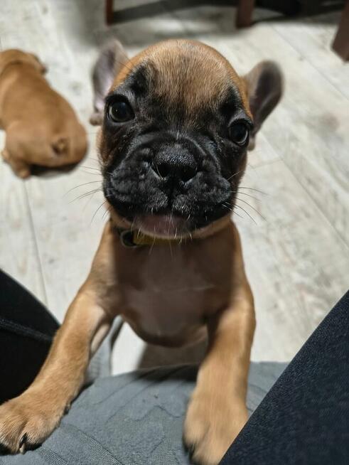Buldog francuski szczeniaki