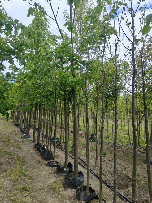 Nasadzenia zastępcze duże drzewa liściaste