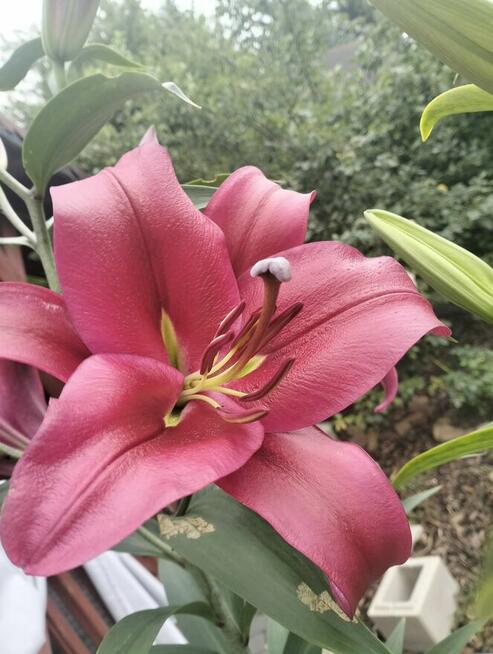 Sprzedam działkę rekreacyjną