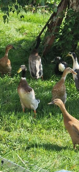 Biegusy kaczki indyjskie