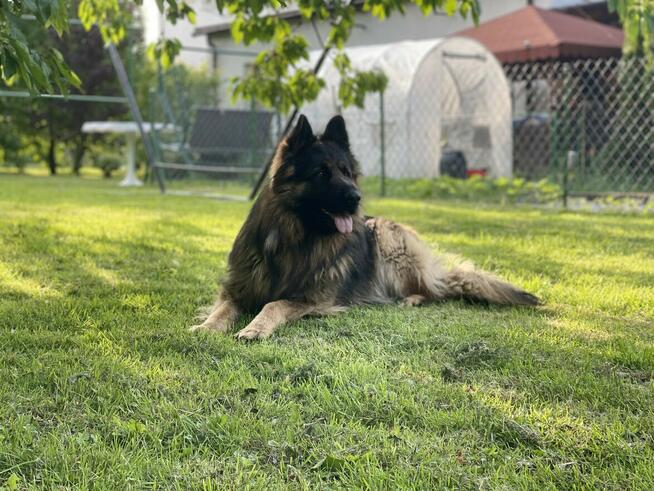 Owczarki niemieckie długowłose