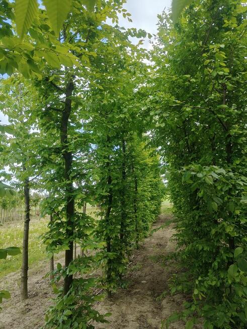 Nasadzenia zastępcze duże drzewa liściaste