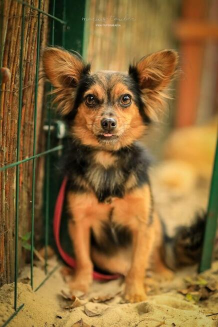 Poznaj małą GREMLINKĘ i miłości jej daj odrobinkę!