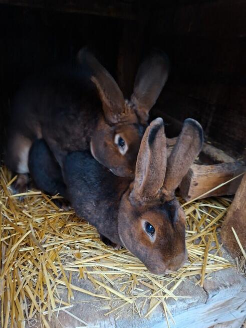 Samica Nowozelandzka Biała