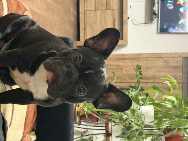 Buldog francuska sprzedam