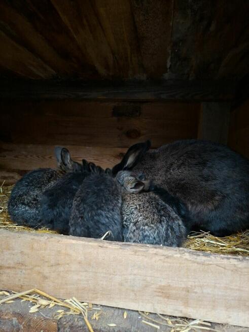 Sprzedam samicę rasy Kuna Wielka Brązowa