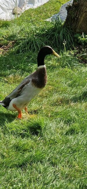 Biegusy kaczki indyjskie