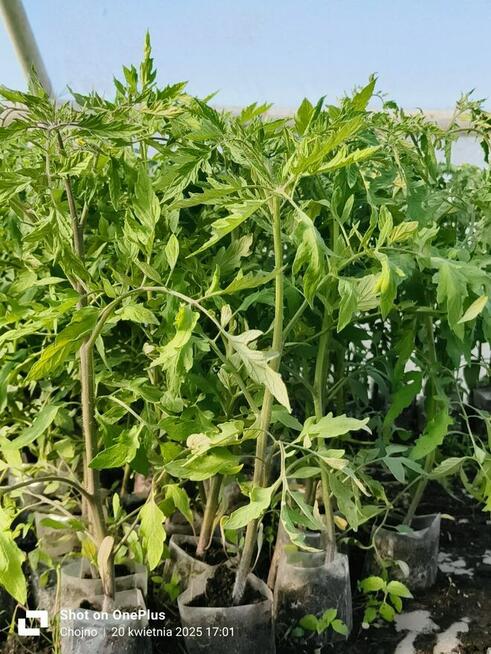 Sadzonki warzyw kapusta kalafior seler por pomidor ogórek