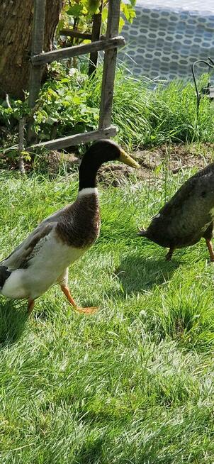 Biegusy kaczki indyjskie